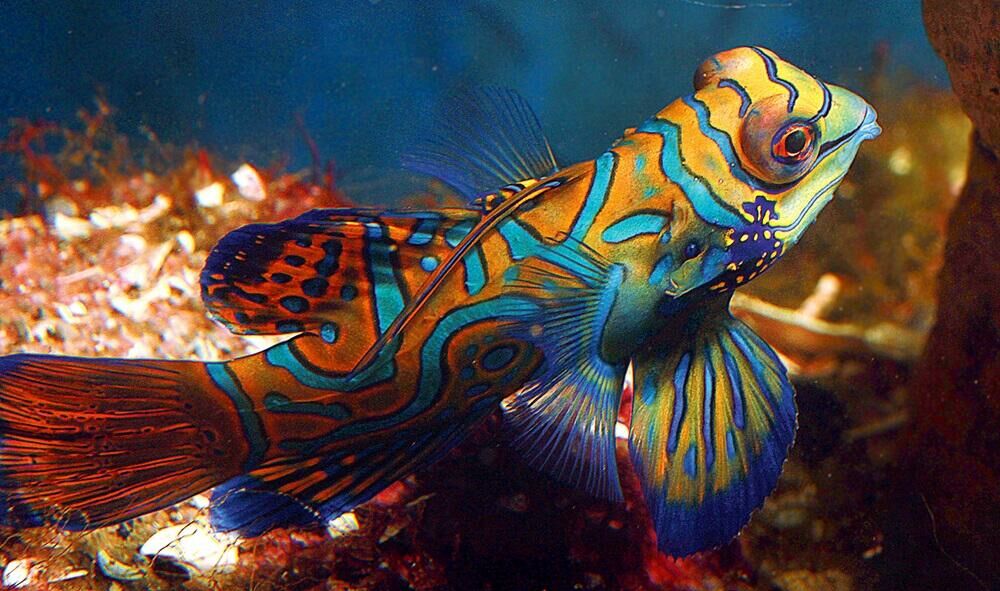 Imagem do Peixe-Mandarim